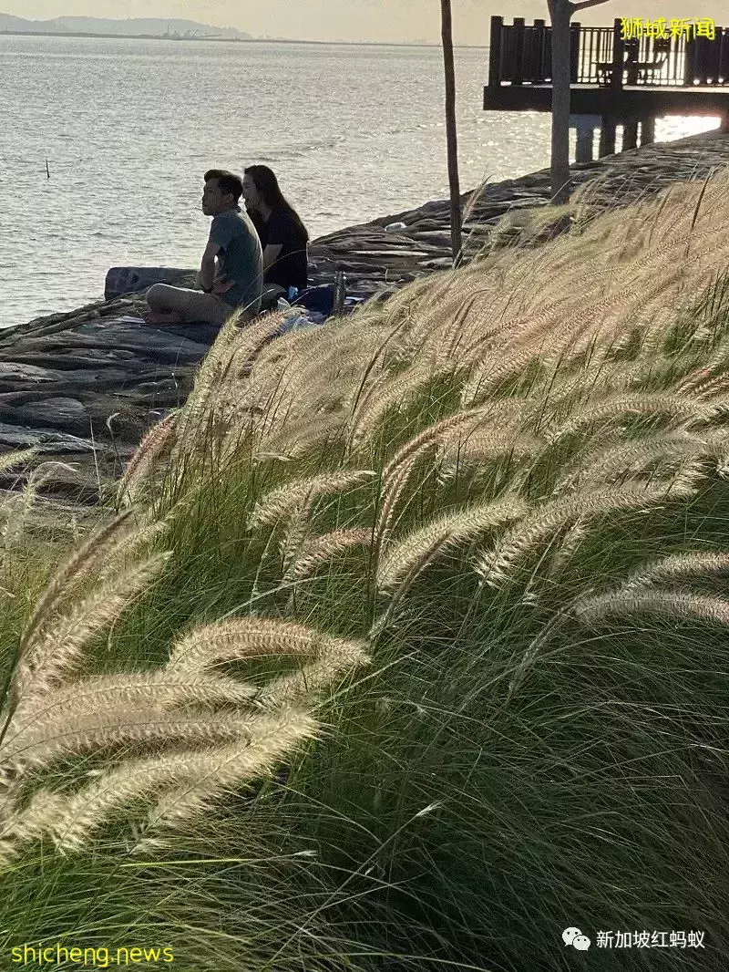 【圖文】這段18公裏沿海路線美爆了! 左看右看都不像在新加坡