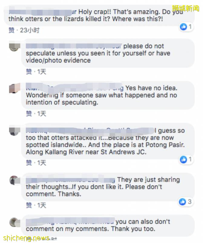 蜥蜴大口吞蟒蛇！新加坡的蜥蜴到底有多凶猛!