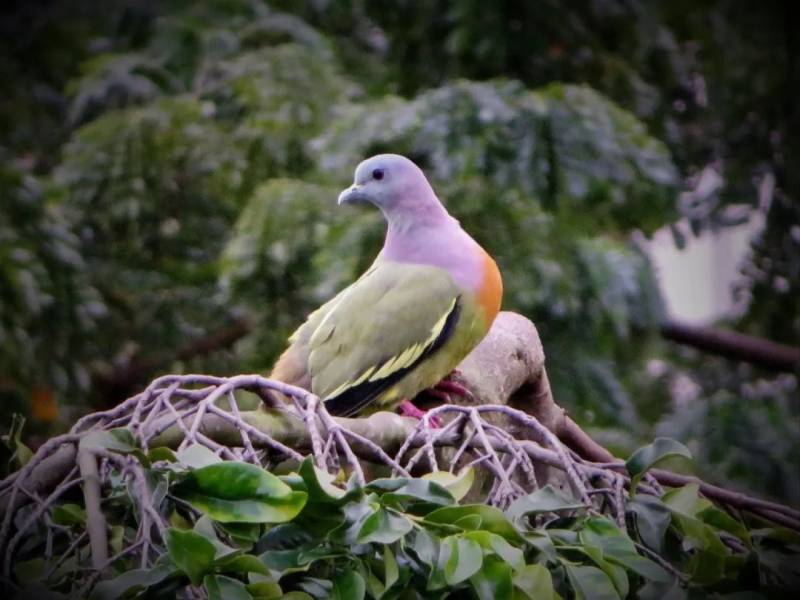 觀鳥、陡坡、嬉水、看夕陽,13條新加坡最美親子騎行路線