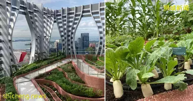 CapitaSpring大楼新加坡最新地标竣工,空中花园开放参观