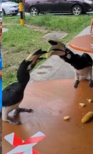 新加坡犀鸟要成精！前有公寓偷内衣，今在食阁撒狗粮