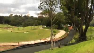 四人在新加坡餵野豬犯法,共被罰1萬新幣!這些罰款規定太多人踩雷