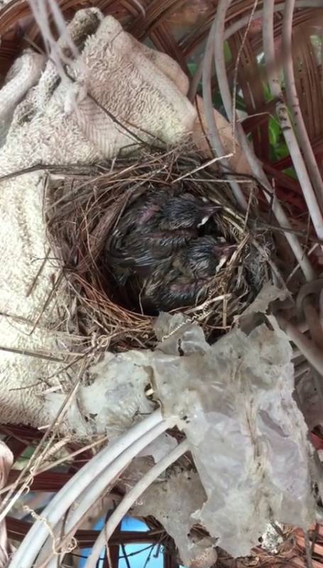 李顯龍總理發了這張小動物照片，竟引來無數人自曝