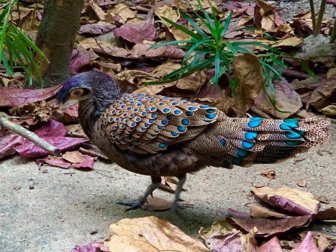 行走獅城——新加坡動物園