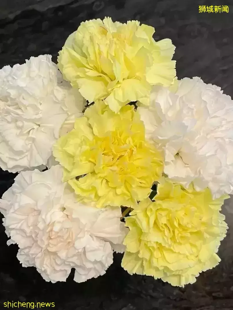 鮮花在熱帶也能養1個月？資深花友新加坡買花、養護大揭秘