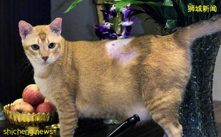 被虐猫狗“代言”罐头 · 学者倾注爱心换跑道