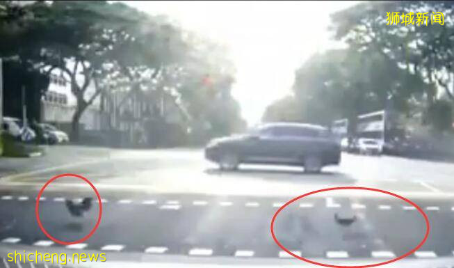 鬼畜!新加坡罚款“惊”的鸡过马路都得看绿灯