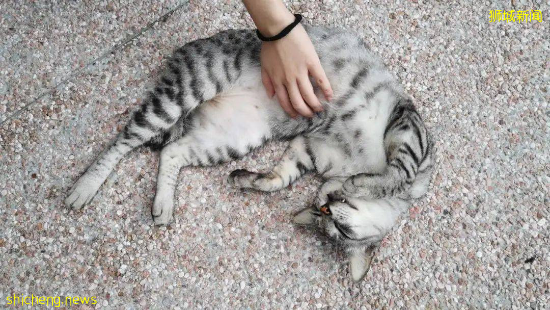 《南洋理工大學撸貓指南》