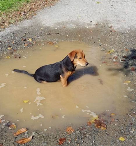 是什麽樣的“導遊犬”離世後，衆多網民建議爲它設立紀念碑