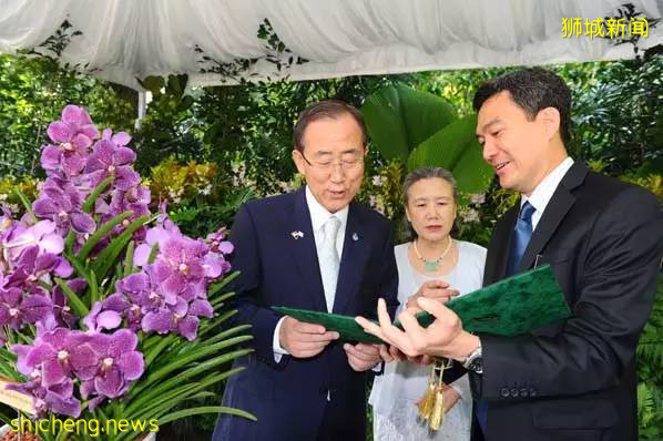 獅城見聞 | 新加坡胡姬花趣事!