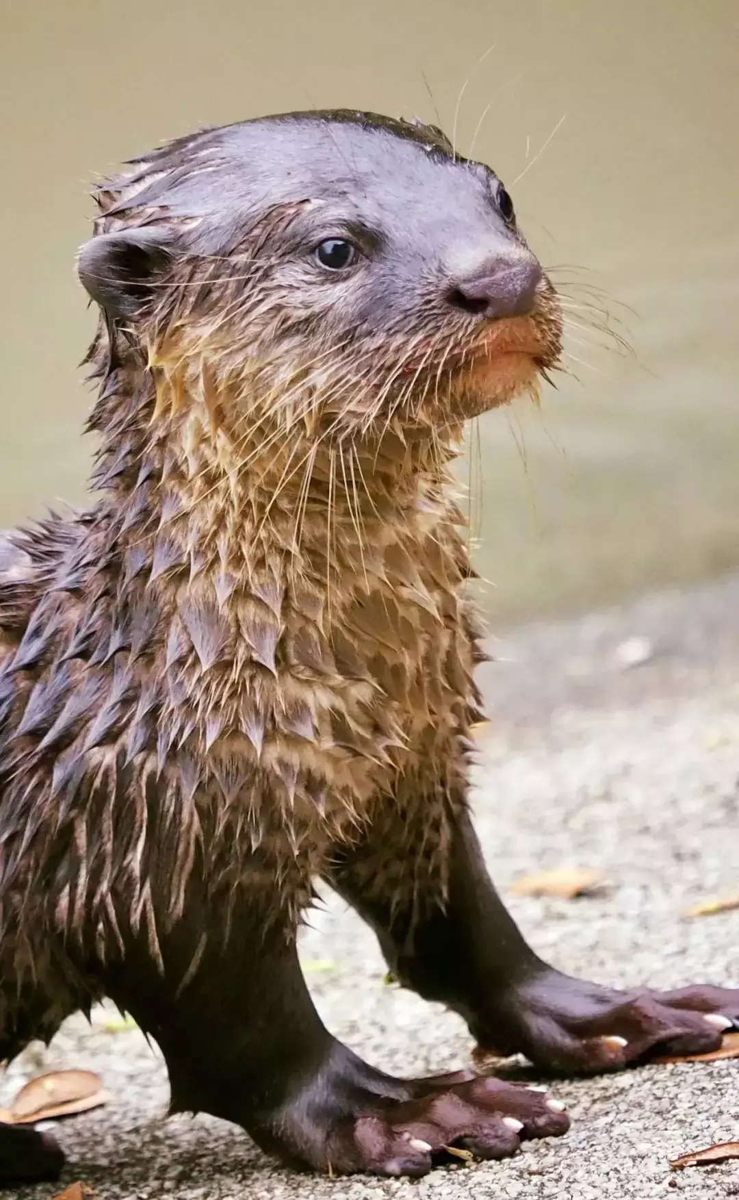 你見過熱戀中的水獺嗎