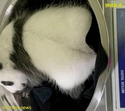 震驚！人從衆𠈌，疫情之下新加坡周末多處現大規模人潮