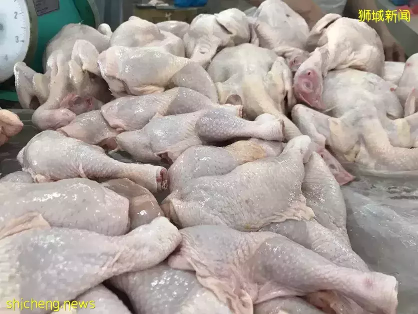 狮城鸡肉供应稳定 替代来源几周后抵达
