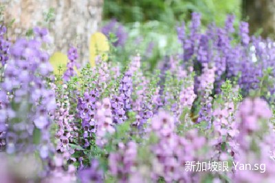 001OZGDMgy6KP90kPC404&690