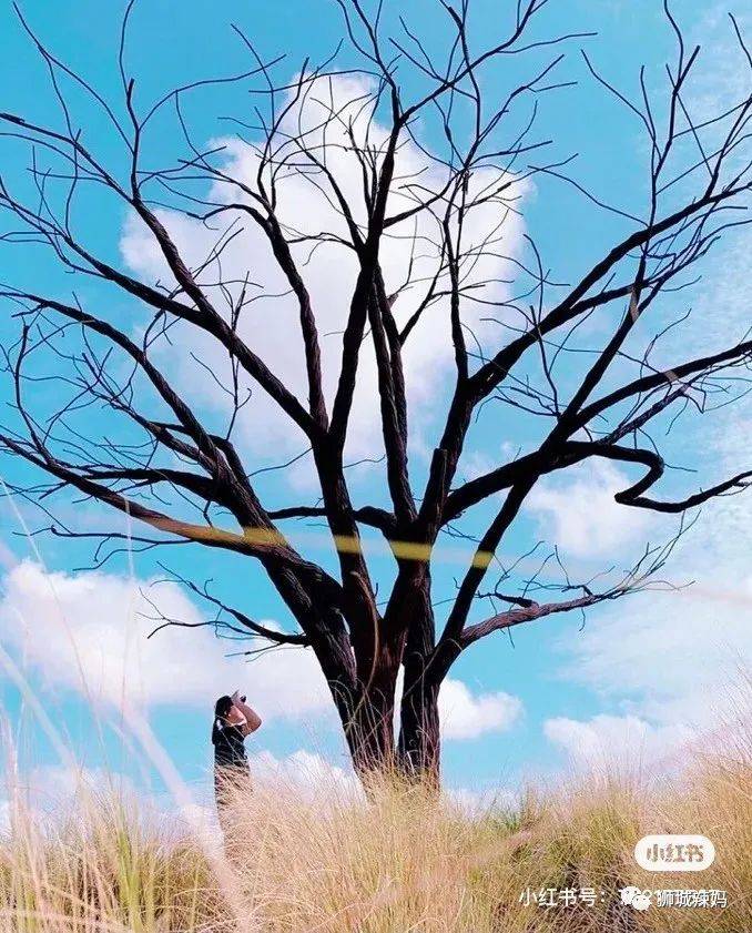 不用錢的玩法！打卡新加坡Ins網紅公園、特色遊樂場、免費看中醫