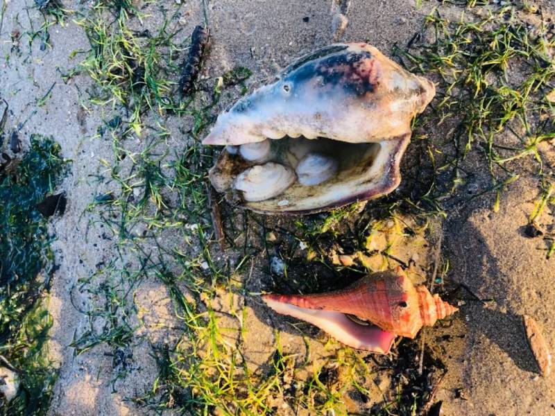 新加坡趕海全攻略!寄居蟹、花蟹、龍蝦、蛤蜊、海星、海參...我挖到寶藏啦