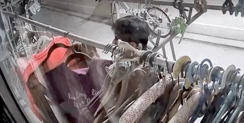 新加坡57岁的内衣贼被抓,最高判三年坐牢+罚款