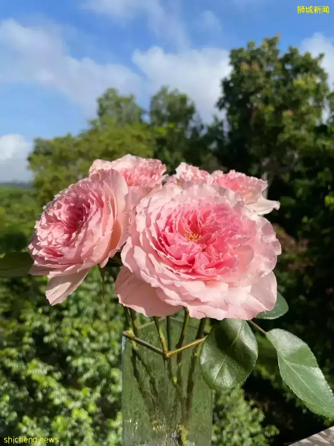 鮮花在熱帶也能養1個月？資深花友新加坡買花、養護大揭秘