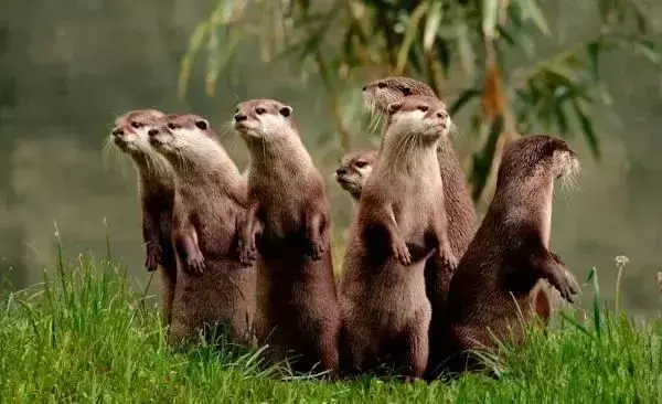 你見過熱戀中的水獺嗎