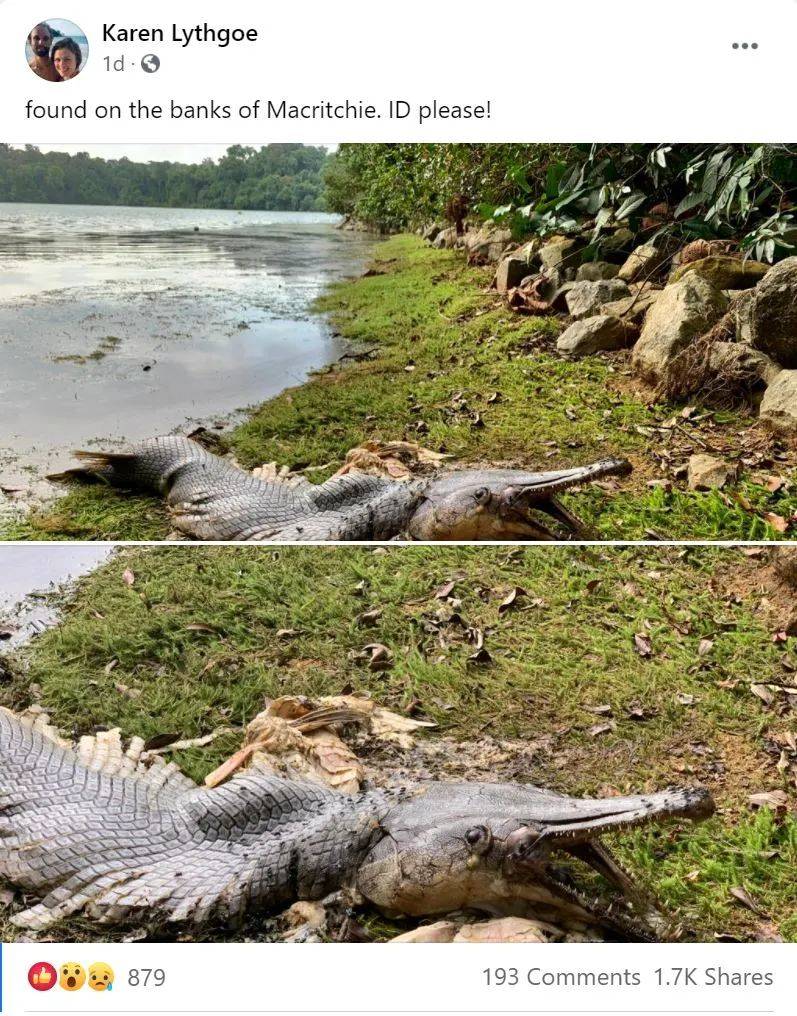 新加坡蓄水池出現恐怖形狀的怪物魚!怎麽來到新加坡的