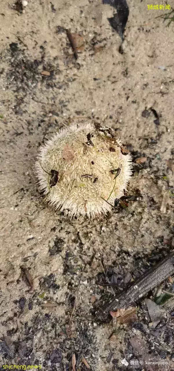 新加坡“趕海”全攻略!遇見了這麽多神奇的生物