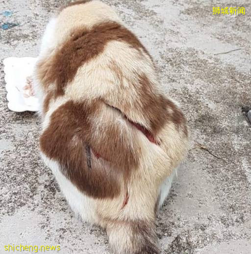 太殘忍了！新加坡宏茂橋虐貓狂再次揮刀砍貓