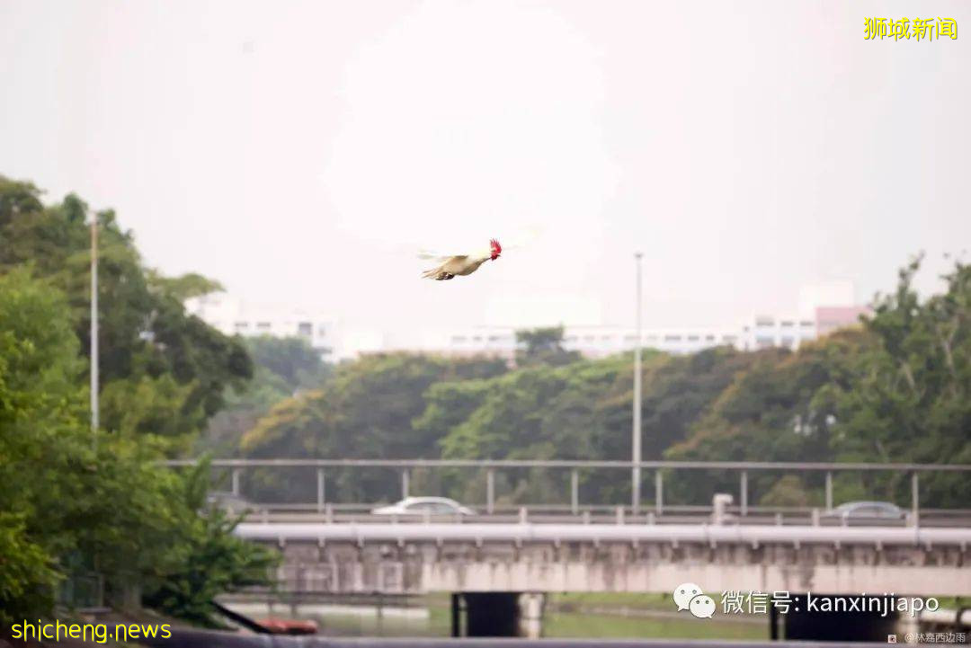 新加坡一白羽公鸡姿态优美飞过河,网友惊呼真“飞鸡”