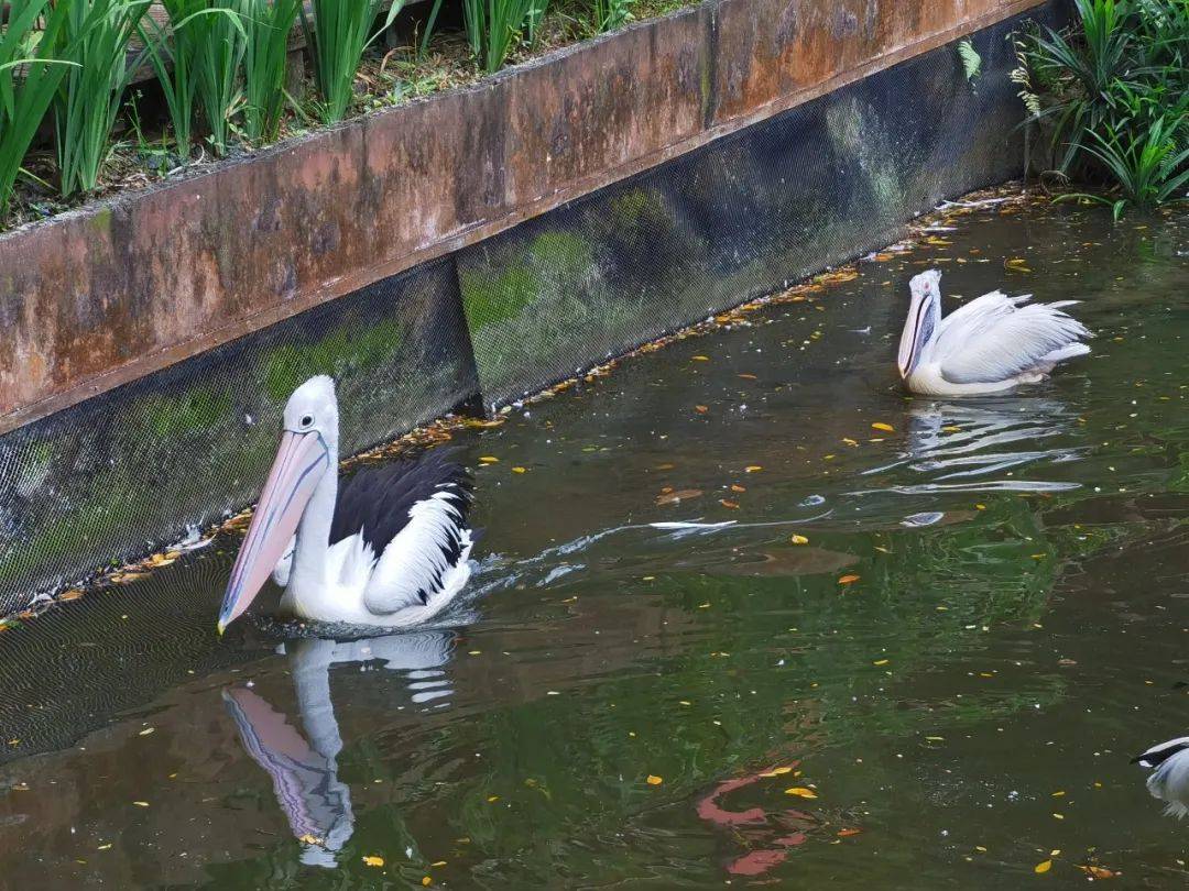 免費送票!帶倆娃嗨翻亞洲最大飛禽園,400多種5000多只鳥,一路驚喜不斷