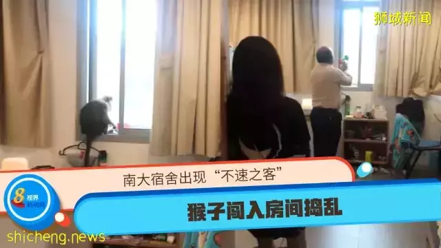 南大宿舍出現“不速之客” 猴子闖入房間搗亂