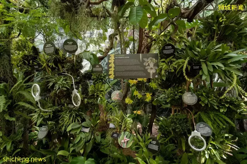 滨海湾花园花穹和云雾林双展览!绣球花+哥斯达黎加胡姬花限时展出,要看要快啊~💐