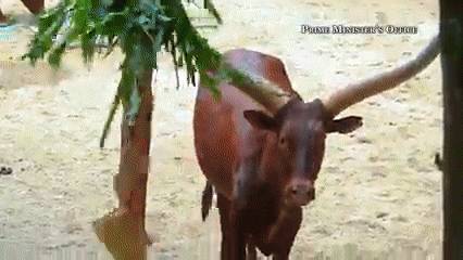 新加坡總理李顯龍魔性拜年視頻火了！各部長花式拜年，竟有財神爺上門討債