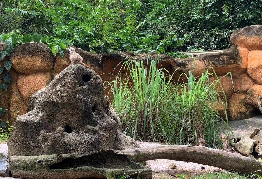 行走獅城——新加坡動物園