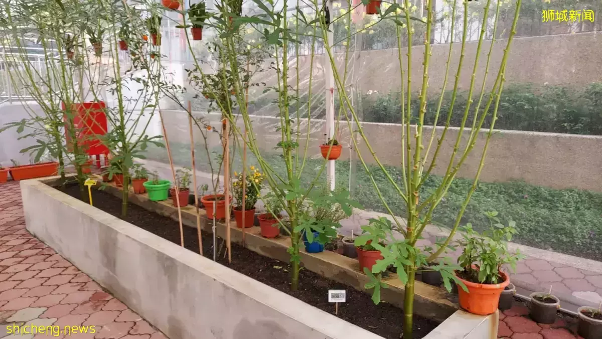 宏茂桥社区花园翻新增设健身角落 昨早重开