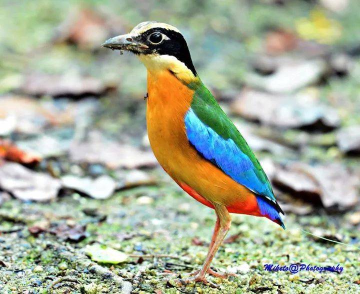 新加坡最好玩的海灘公園!趕海、騎馬、劃艇、樹籬迷宮、燒烤露營,超適合家庭出遊