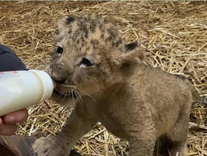 新加坡首個人工授精雄獅寶寶誕生!網友調侃:人工?給獅子授精?