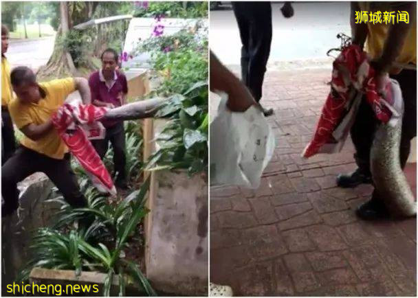 新加坡的这只蟒蛇,活生生吞了一只网红猫