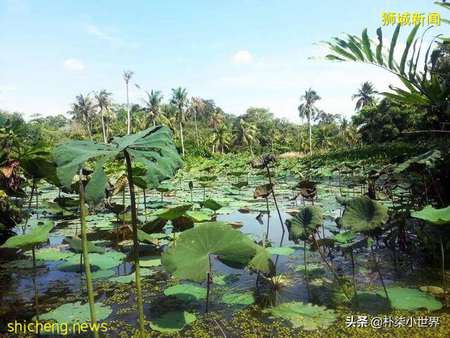 新加坡周邊島嶼-烏 敏 島Pulau Ubin,充滿生活氣息的小島!