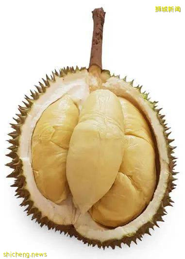 新加坡榴梿全攻略！實拍挑戰芥末和燒烤榴梿！太刺激了