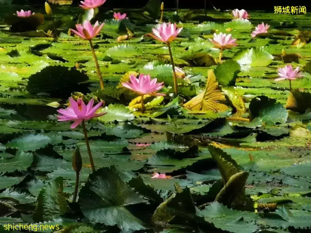 新加坡的“中央公園”突然火了！周圍房價要漲