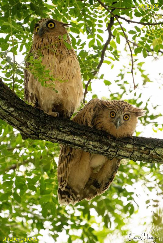 這樣的新加坡真是待不下！去！了