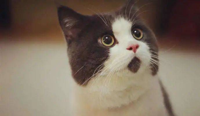 【移民资讯】新加坡十年来首次下跌总人口少了10000人，移民政策会放宽吗