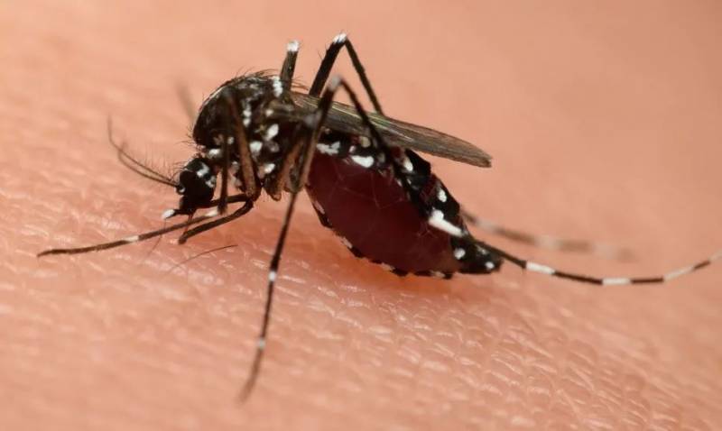 新加坡环境局:骨痛热症明年或仍严峻,政府分发防蚊包助民众抗击骨痛热