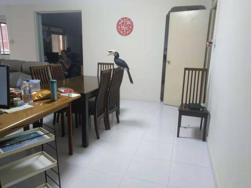 暖心！下雨天犀鸟被热心居民收留了一个半小时躲雨