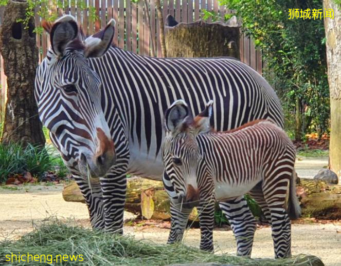 快来围观啦！新加坡动物园新生细纹斑马宝宝昨日首秀