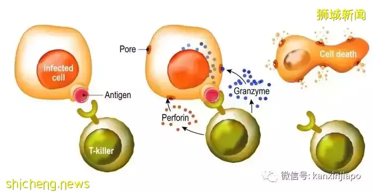 反反複複，新冠病毒生命力爲什麽如此“頑強”