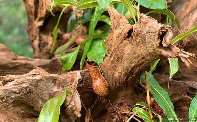 新加坡植物園爆火新景點,不知道怎麽去?手把手教你遊玩攻略