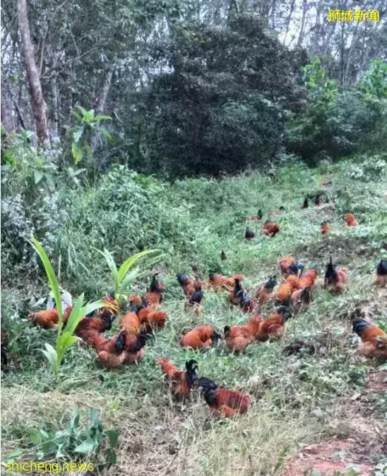 新加坡“搶雞潮”何時休？滿山是雞的印尼表示：愛莫能助