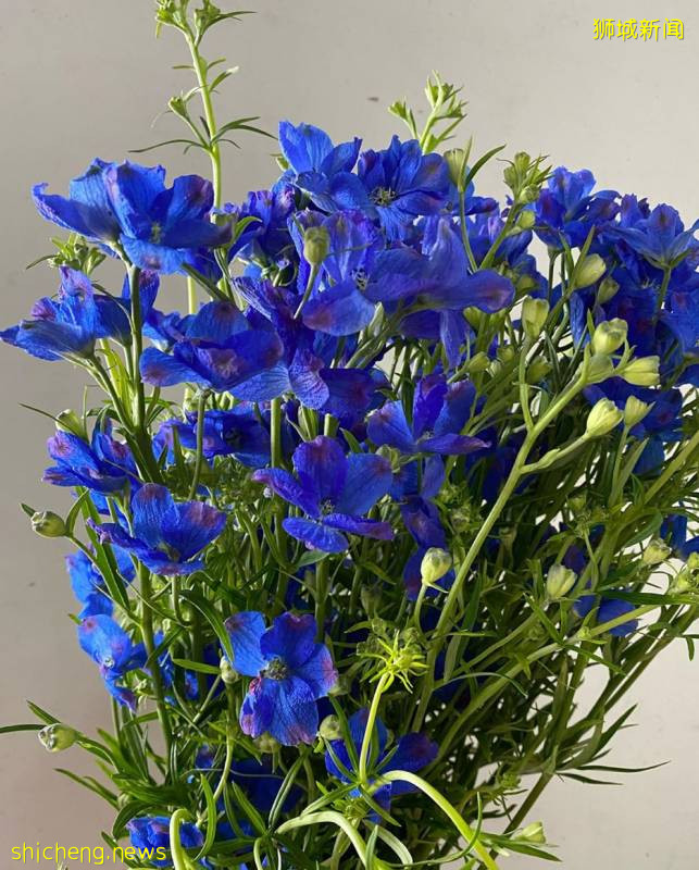 除了超市，原來新加坡還能在這些地方買到鮮花