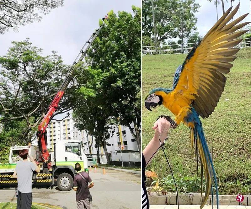 爱鸟栖树上 主人请来升降机救鹦鹉
