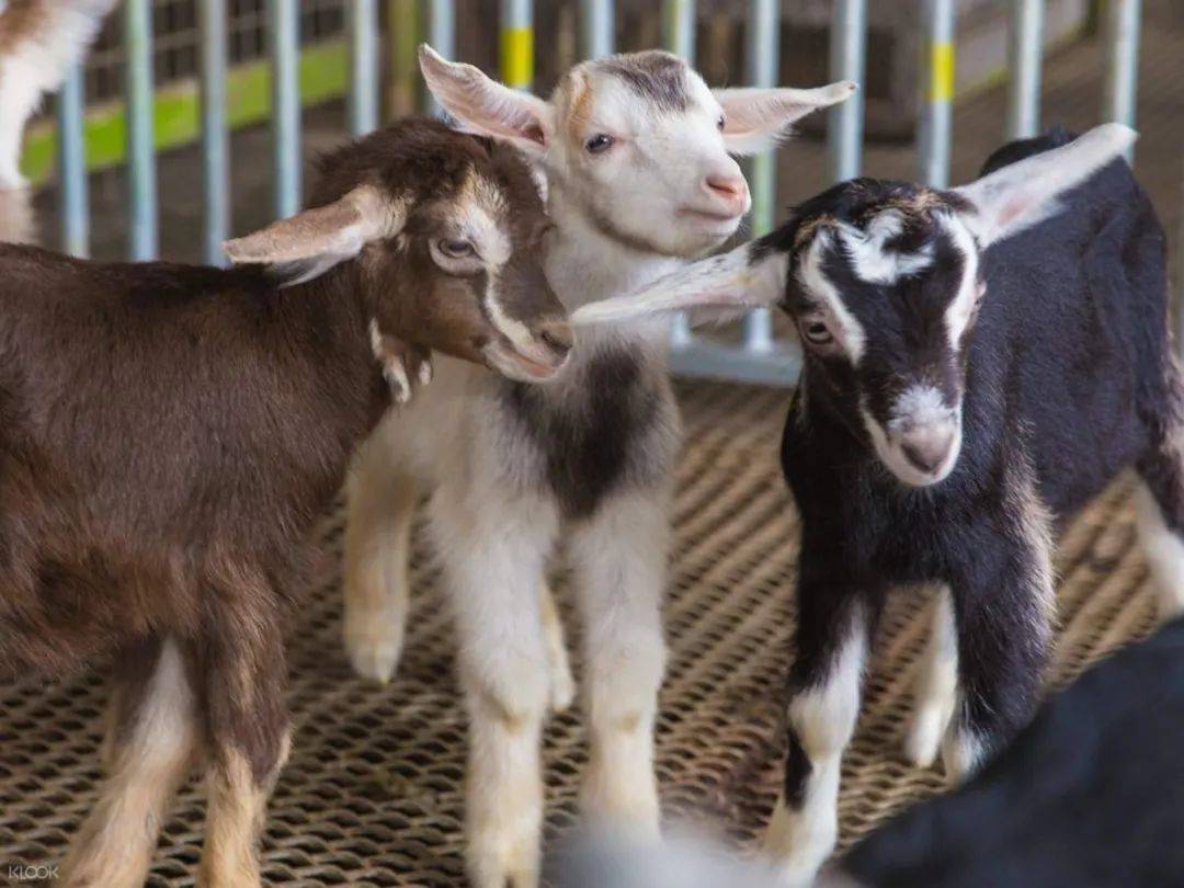 新加坡80%人還沒用旅遊消費券，6月30日到期！推薦這20個活動